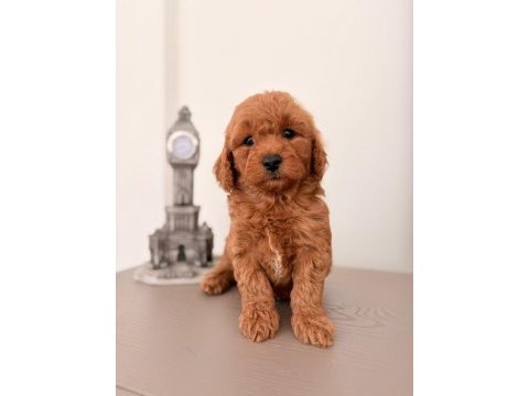 Toy poodle bebekler