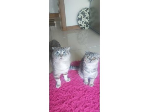 A kalite scottish fold çocuklar