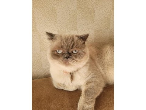 Sahiplendirme british shorthair blue point