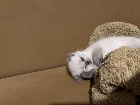 Kısa bacaklı scottish fold bebeğimiz