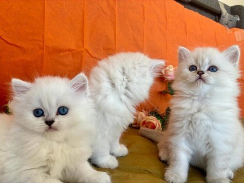 Show kalite silver british longhair yavruları