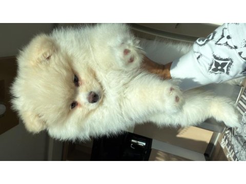 3 aylık ped eğitimli pomeranian boo