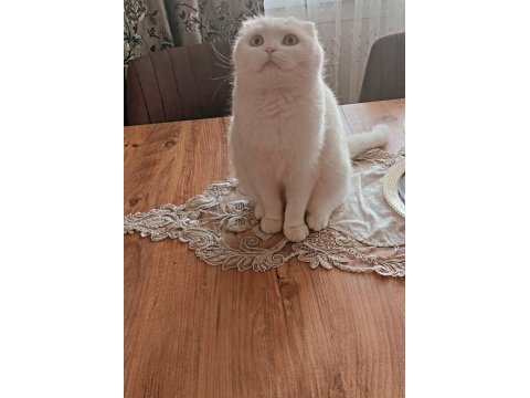 Kedilerim yeni yuvalarını arıyorlar