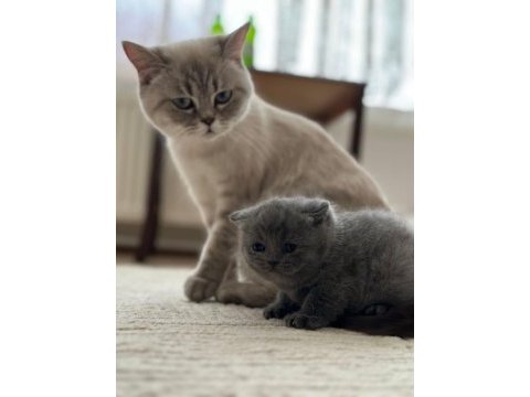 British longhair 2 aylık yavrumuz