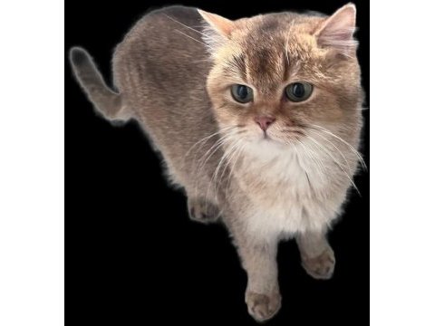 2 adet dişi ny 11 golden british shorthair