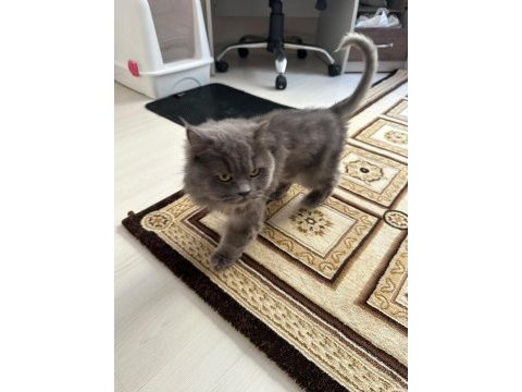 Yetişkin kısır dişi british longhair