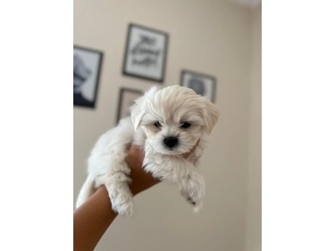 Ruhsatlı üretim çiftliğinden tea cup maltese terrier