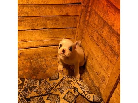 5 aralık doğumlu erkek fransız bulldog teslime hazır