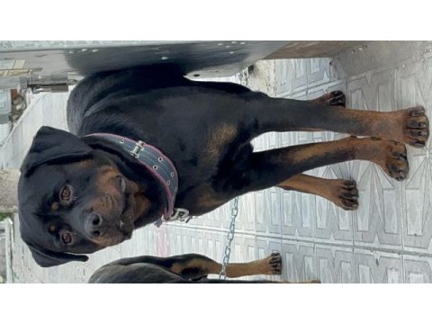 Yetişkin rottweiler