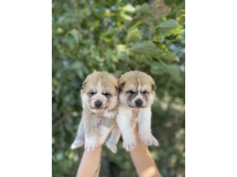 Japon akita yavrularım