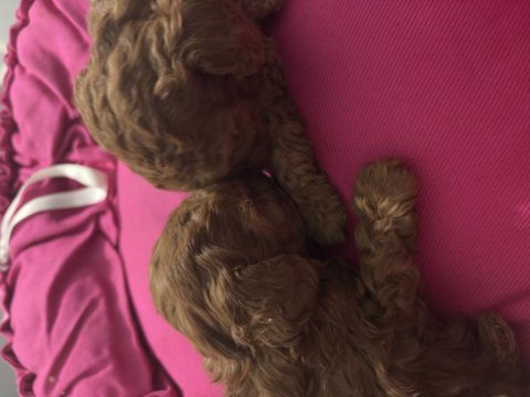 Kore poodle