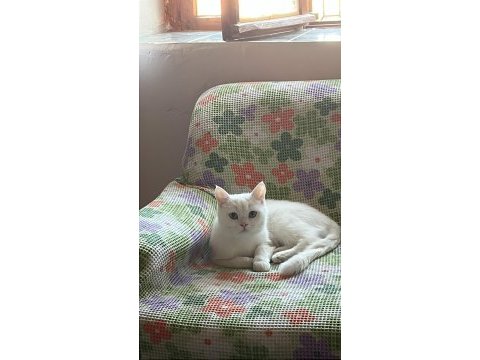 Aşıları tam kedimiz