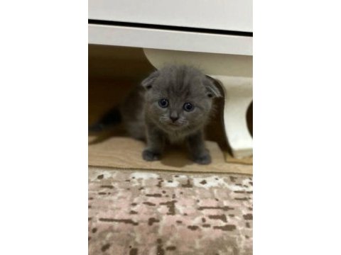 Safkan scottish fold yavrum yeni yuvasını arıyor