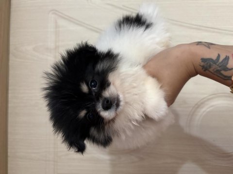 Tatlı pomeranian ayıcıklar