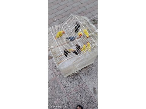 Yavru damızlık kuşlarımız mevcut