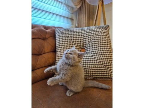 Lilac koca kafalı british shorthair