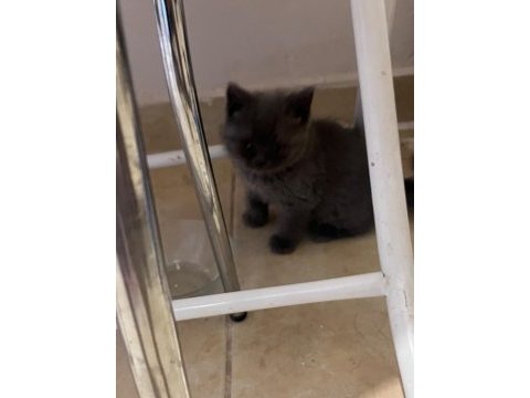 Safkan british shorthair