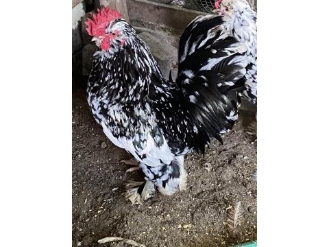 1+1 karyağdı ispenç
