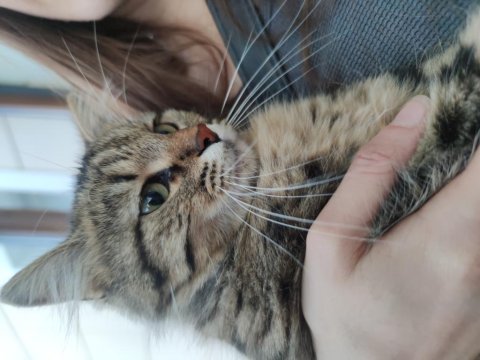 Melez long hair kedi