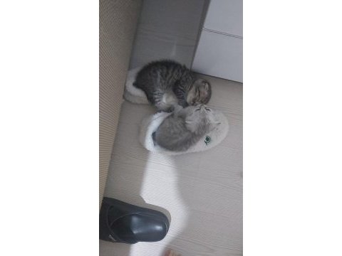 Scottish fold