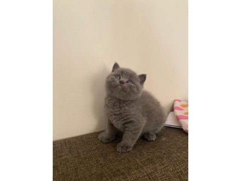 British shorthair scottish fold