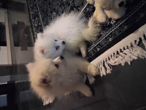 Köpeğimiz için whatsapp dan yazın
