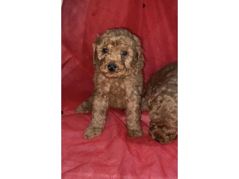 Sağlık ve ırk garantili toy poodle