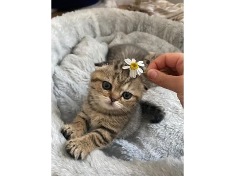 3 minik scottish fold yavrumu sahiplendirmek istiyorum