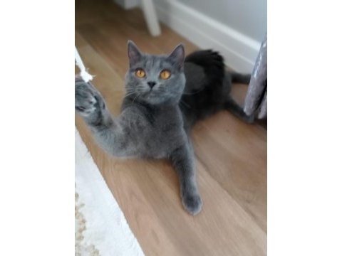 Orijinal british shorthair