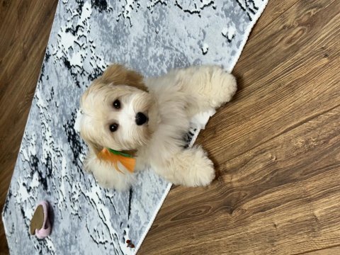 İnsan canlısı köpeğimiz max