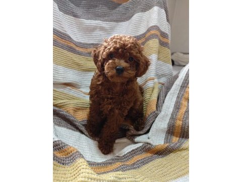 Toy poodle kore yavrumuz