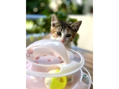Acil yuva 2.5 aylık yavru dişi kedi