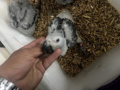 Jako papağanı kuşlarımız