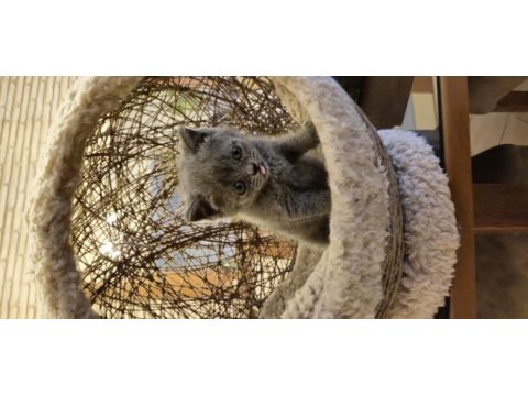 Koca kafalı british shorthair yavrular
