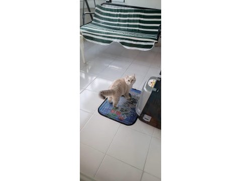 5 aylık british longhair