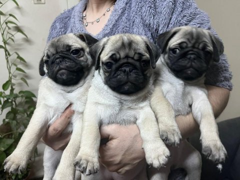 Pug mops bebekler
