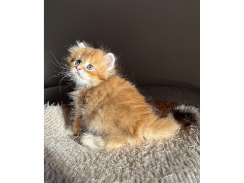 Golden ny11 pofuduk ayıcık british longhair