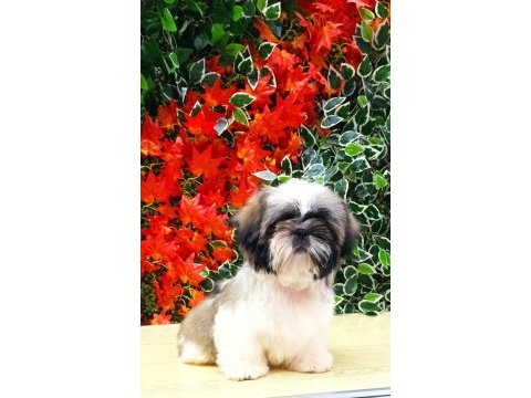Mini shih-tzu yavrularımız