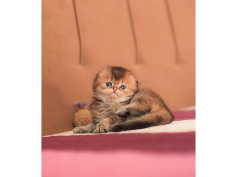 Erkek sıfır kulak üst kaliteli scottish fold