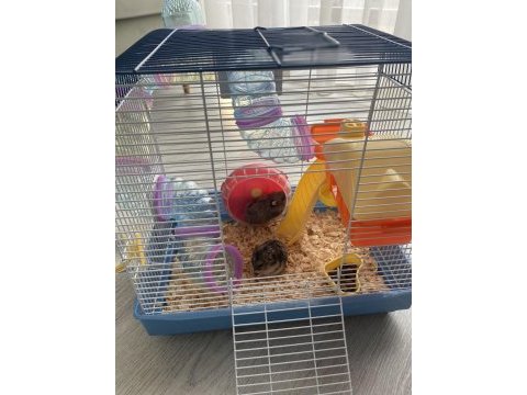 7 aylık gonzales anne baba ve 4 yavru hamster