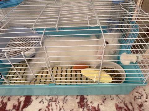 Hollanda mini lop tavşanı