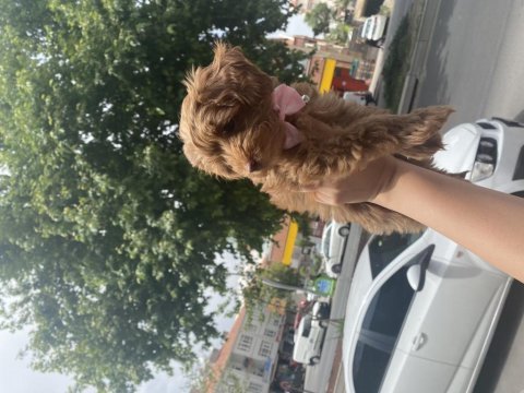 Dişi maltipoo