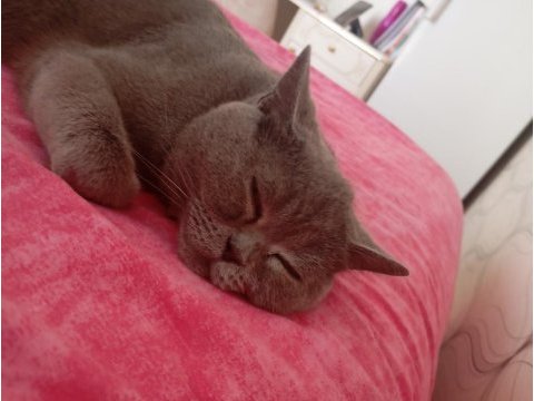 Çok acil british shorthair