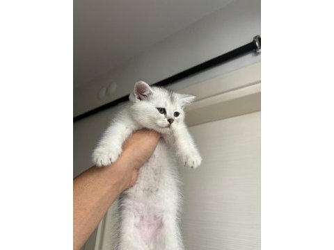 2 aylık erkek british shorthair yavrular