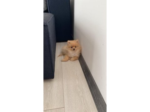 Pomeranian boo 3 aylık