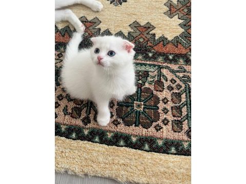 Scottish fold paşam hazır