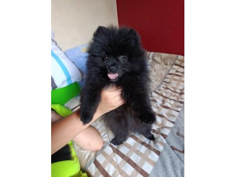 Üst düzey orijinal pomeranian boo