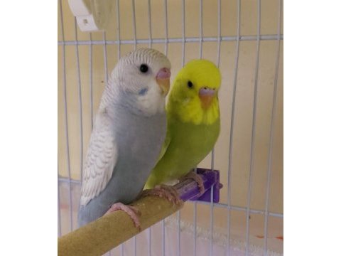 Yavru yeme yeni düşmüş erkek muhabbet kuşlar sağlıklı