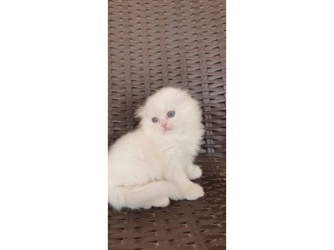 Ev ortamında büyüyen scottish fold