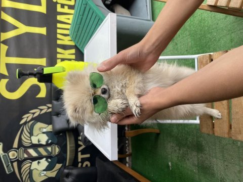 10 aylık dişi pomeranian 2 kg